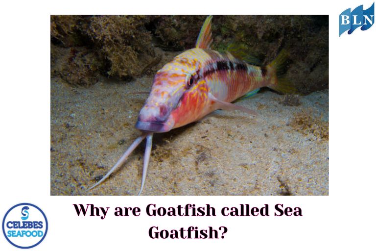 Why are Goatfish called Sea Goatfish?